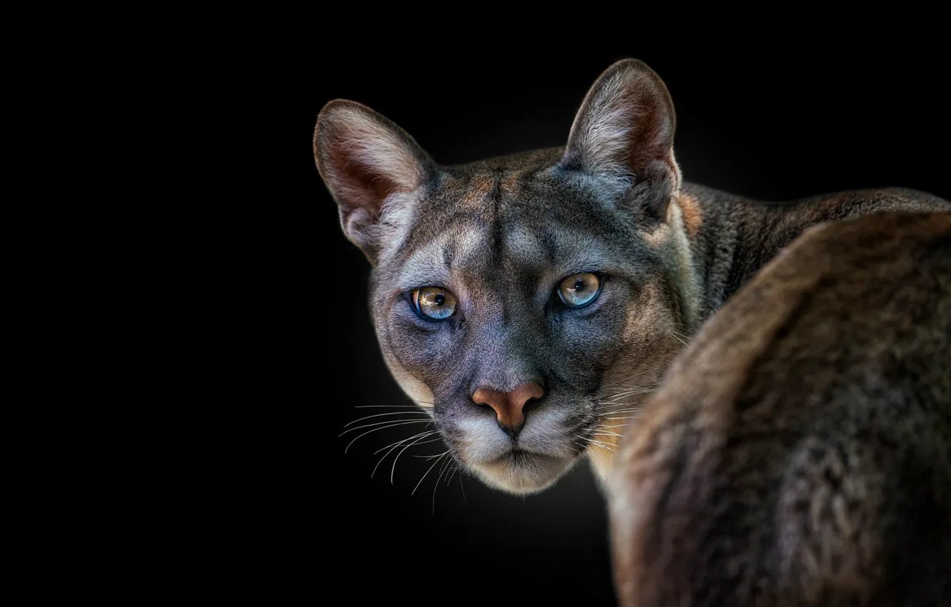 Photo wallpaper eyes, look, face, portrait, black background, Puma, Cougar