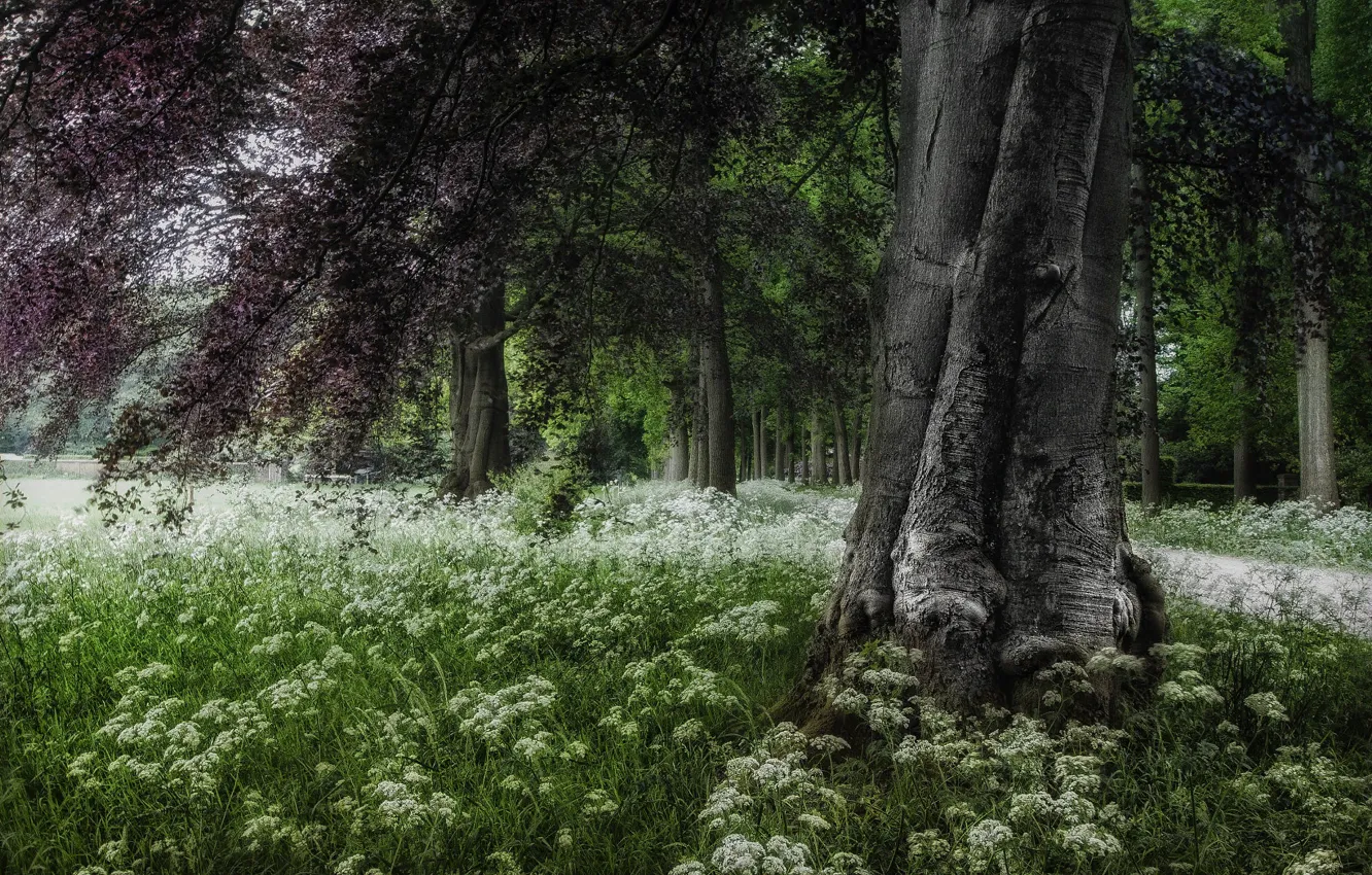 Photo wallpaper trees, landscape, branches, nature, Park, grass, flowering, Holland