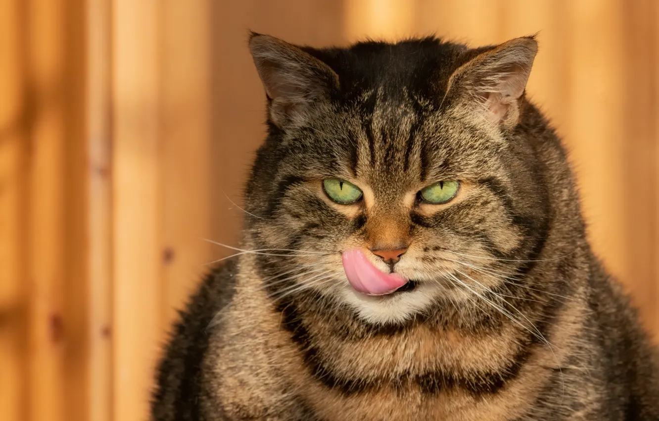 Photo wallpaper language, cat, cat, look, face, light, grey, portrait