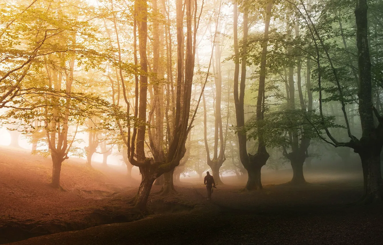 Photo wallpaper morning, Park, light, fog, walk, trees, path, foliage