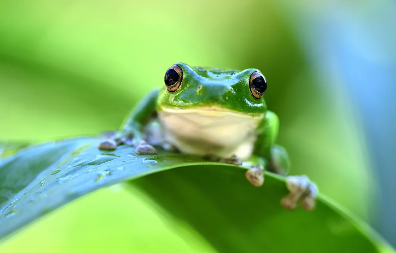 Photo wallpaper look, drops, green, leaf, frog, bokeh