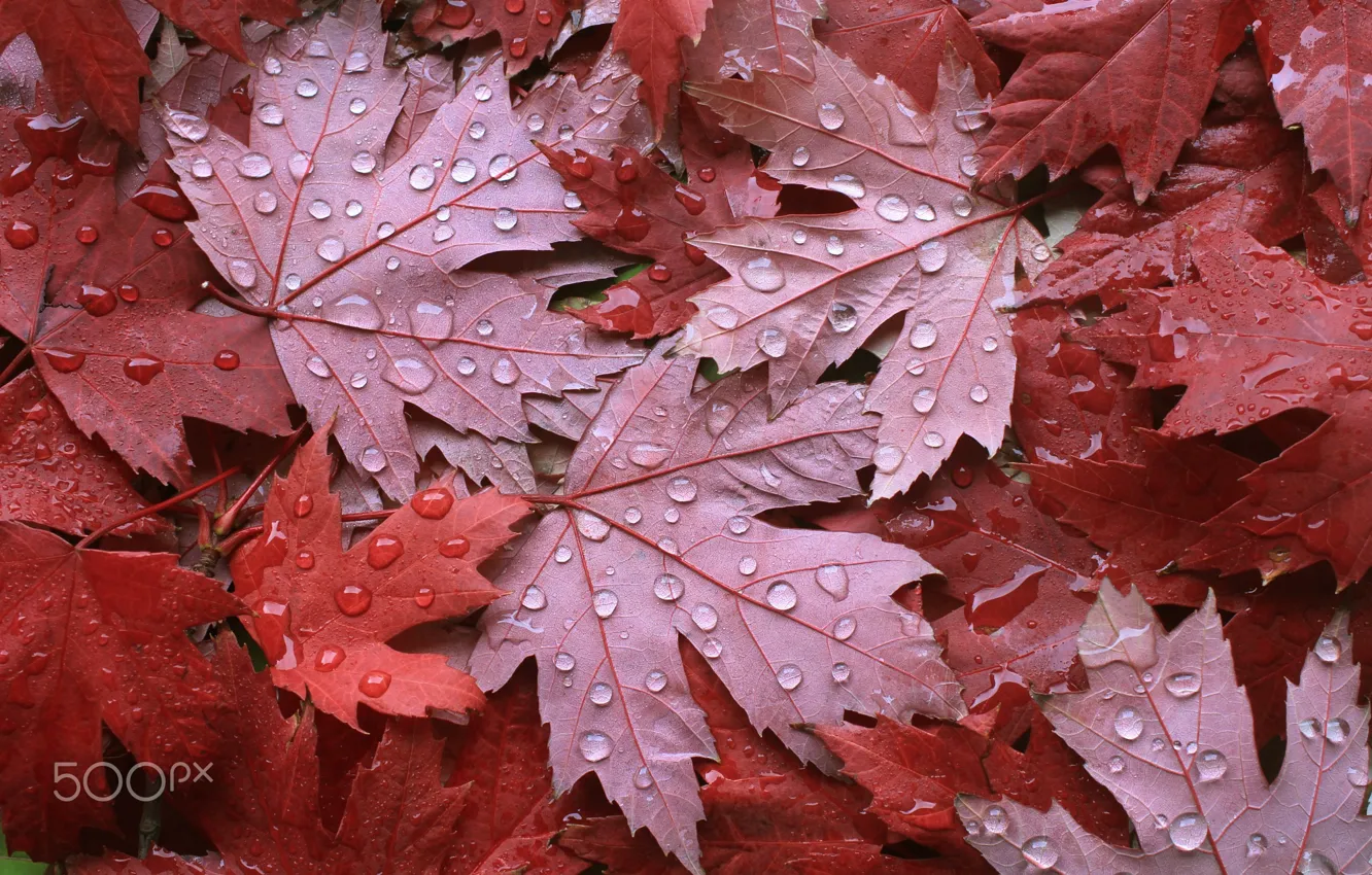 Photo wallpaper autumn, drops, macro, foliage