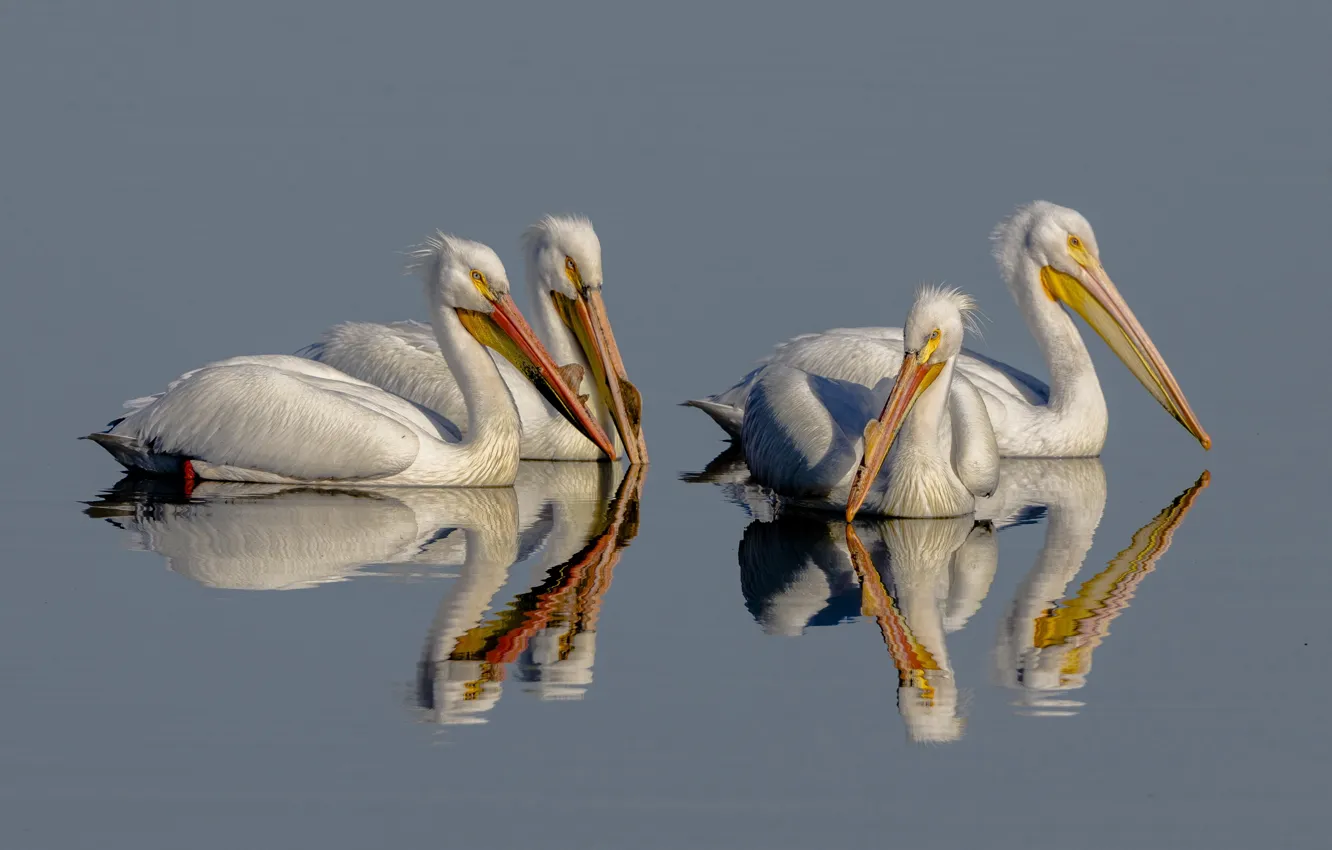 Photo wallpaper birds, reflection, beak, Pelican
