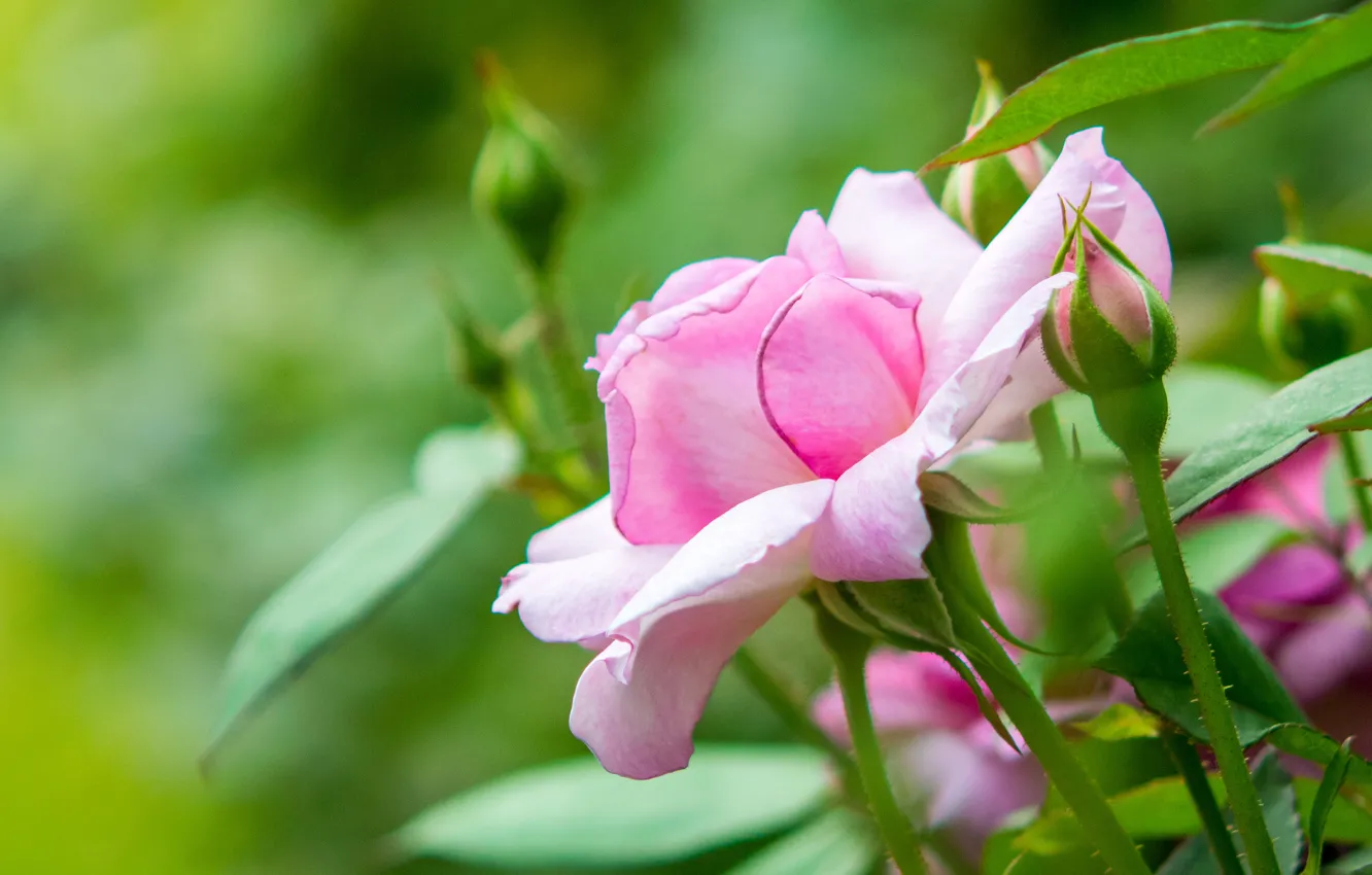 Photo wallpaper roses, petals, pink, buds, flowering