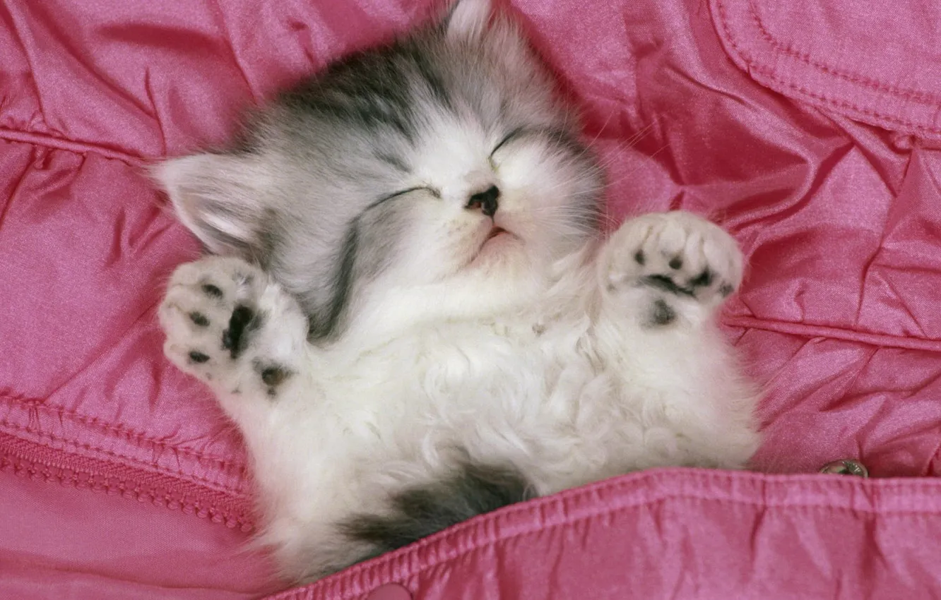 Photo wallpaper kitty, Pink