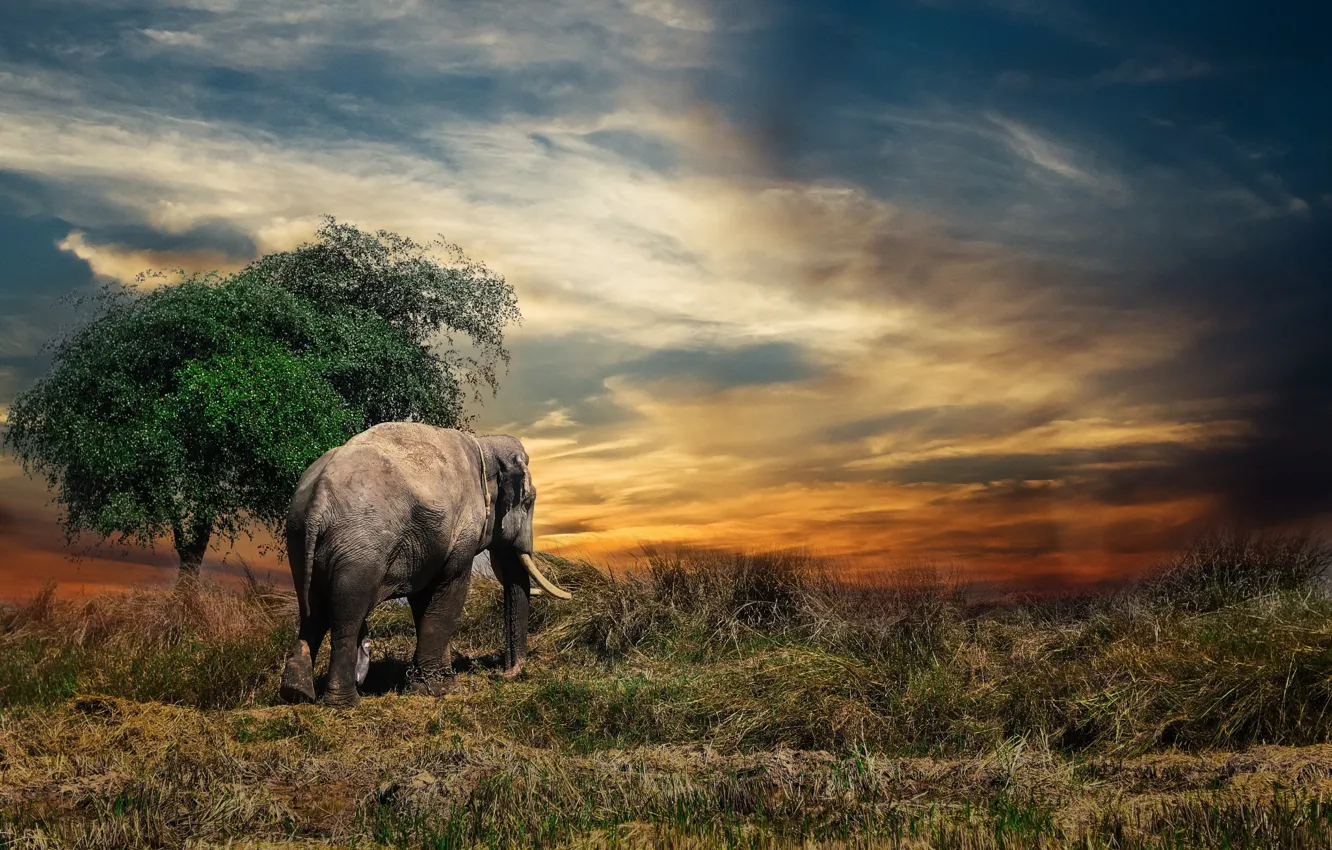 Photo wallpaper elephant, Thailand, animal
