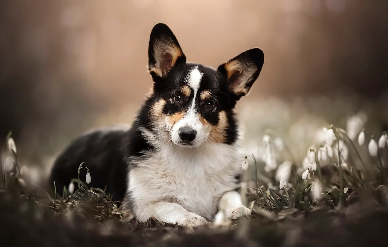 Photo wallpaper nature, each, dog