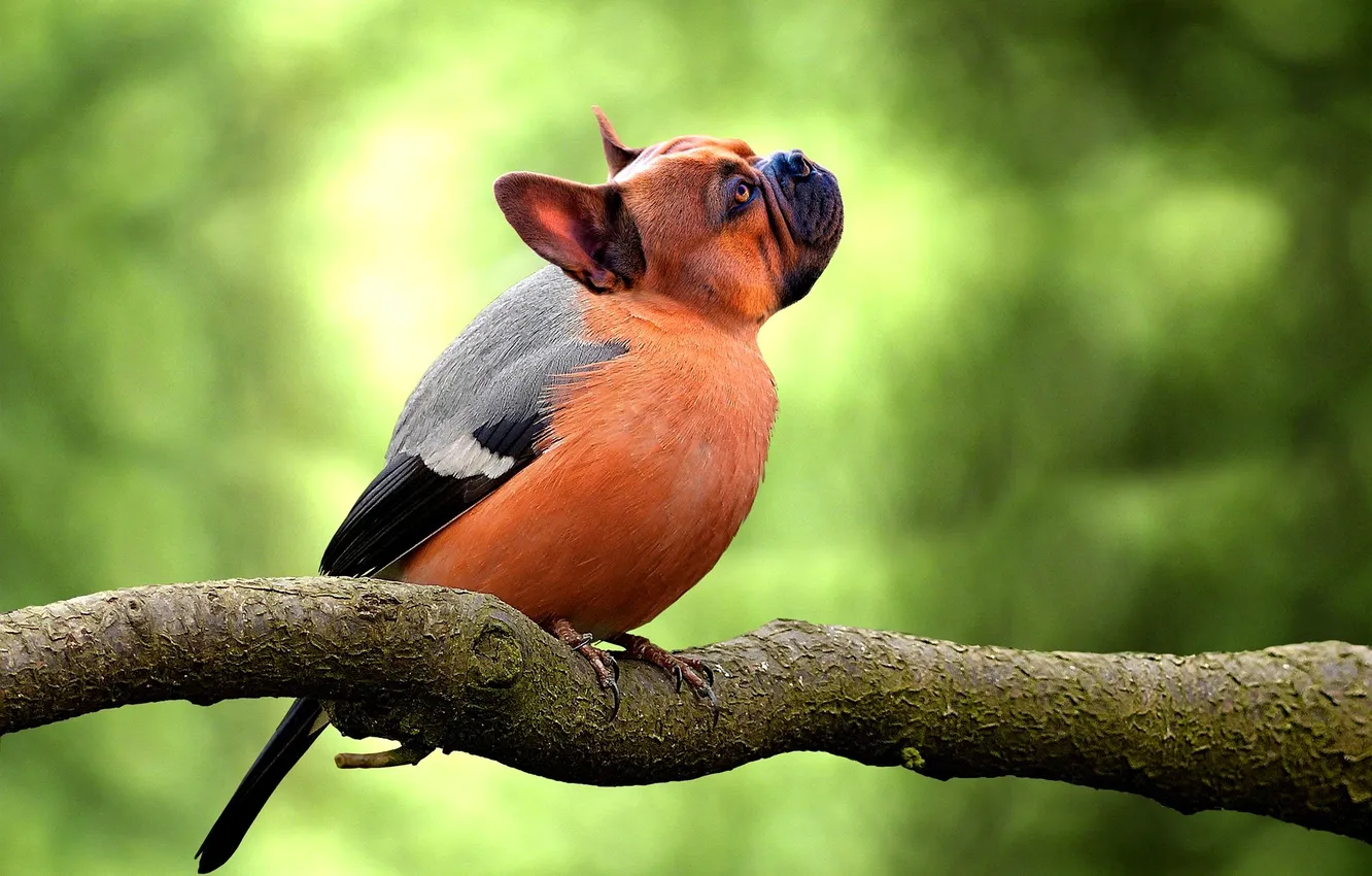 Photo wallpaper humor, blurred background, birdman, created AI