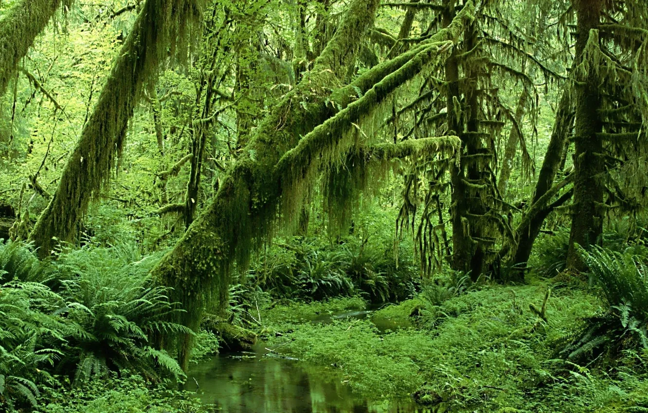 Photo wallpaper tropics, foliage, rainforest