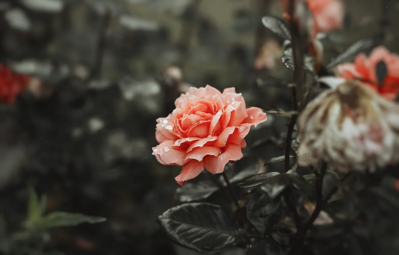 Photo wallpaper flower, gentle, rose, coral