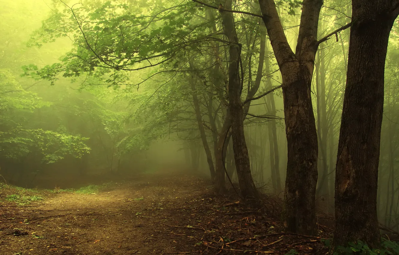 Photo wallpaper forest, trees, fog