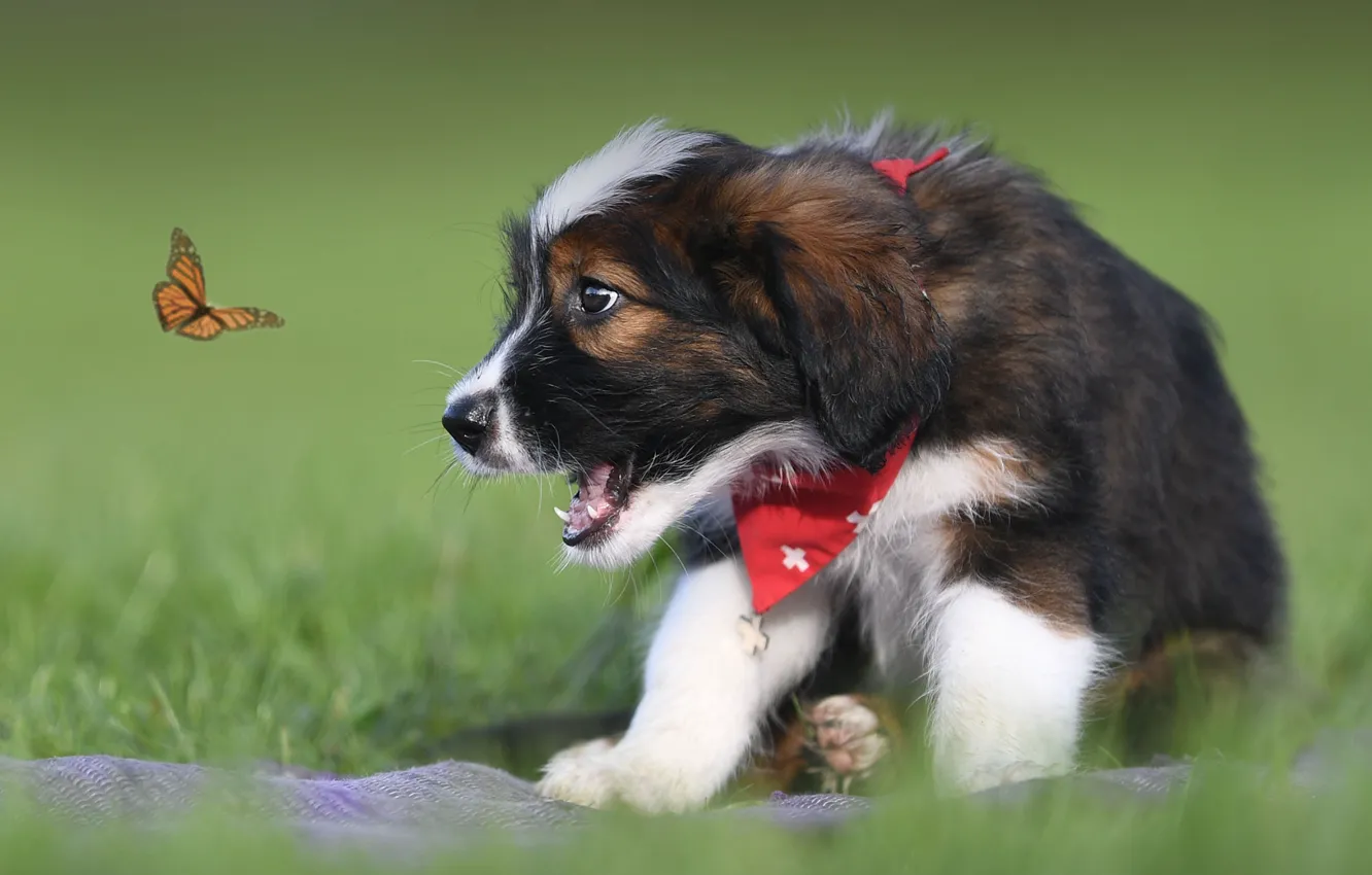 Photo wallpaper butterfly, dog, puppy, bokeh, Waller
