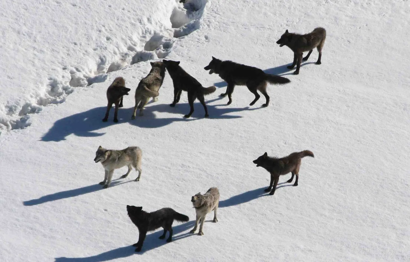 Photo wallpaper Predator, nature, animal, wolf, wildlife, portrait, Wolf Pack, portrait.