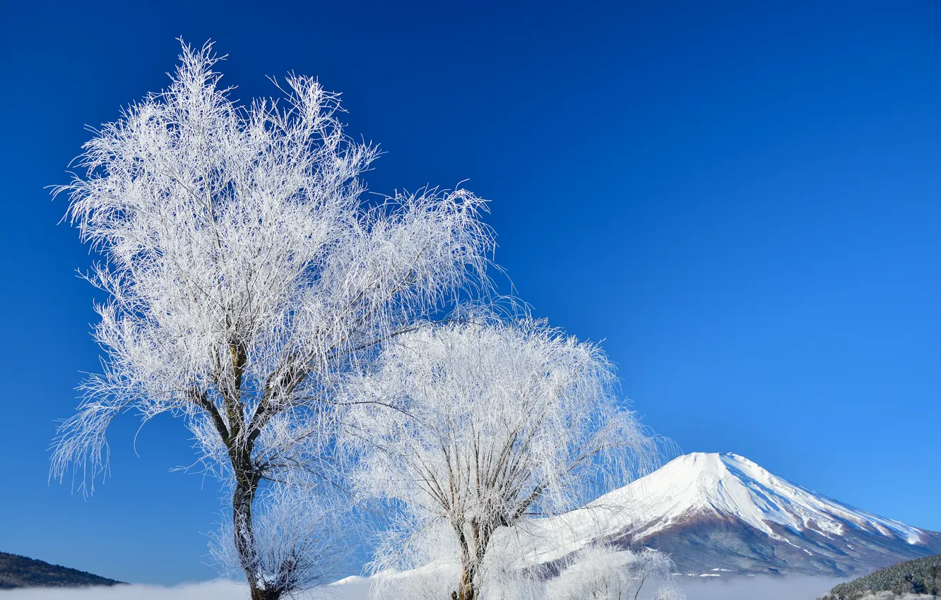 Photo wallpaper winter, the sky, snow, trees, Japan, mount Fuji