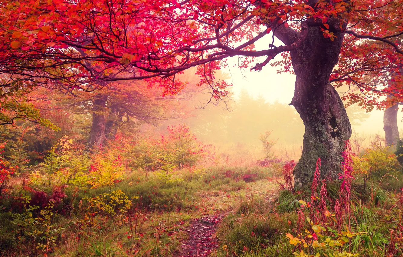 Photo wallpaper autumn, forest, leaves, forest, autumn, leaves, tree