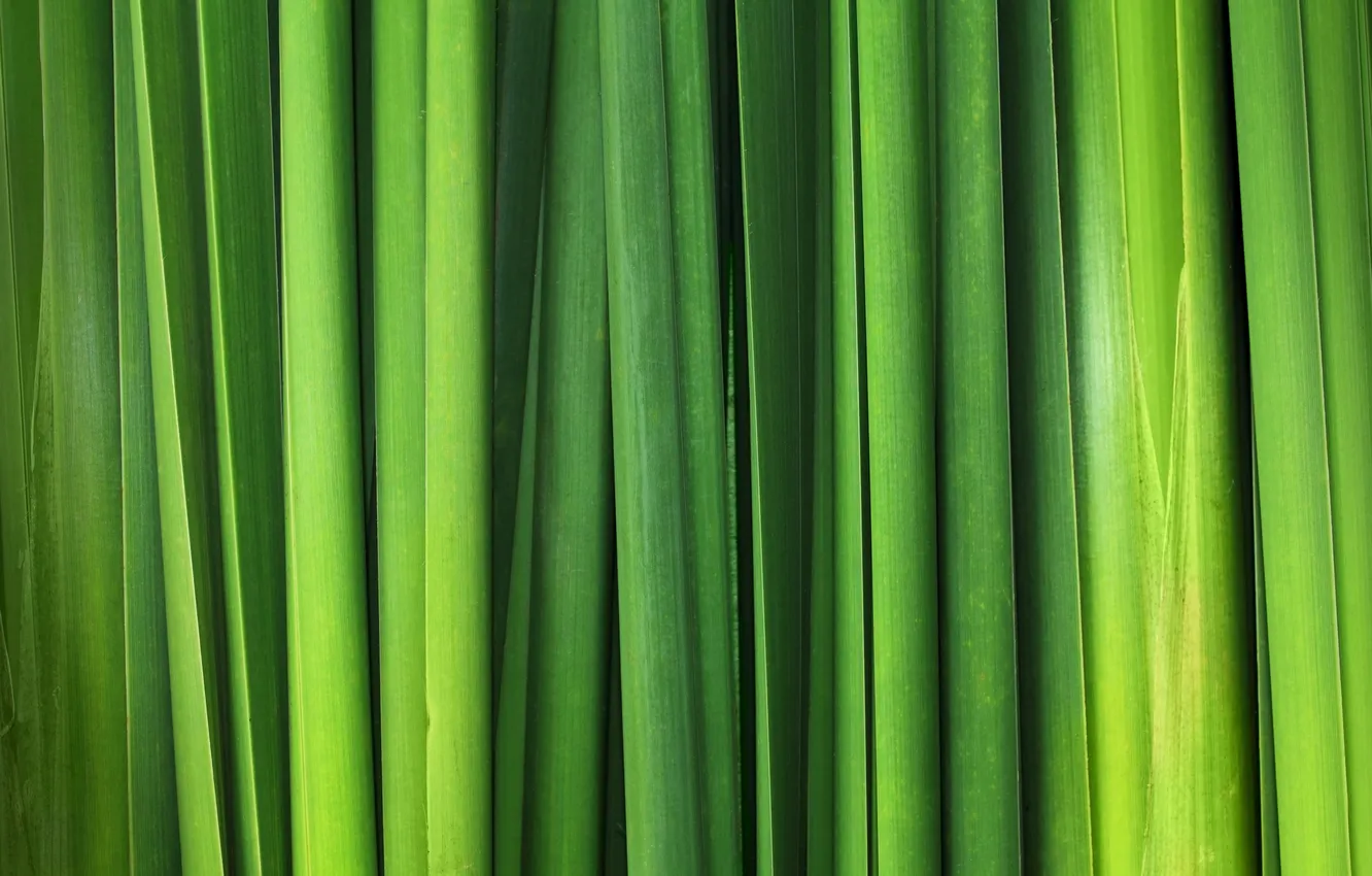 Photo wallpaper greens, leaves, reed