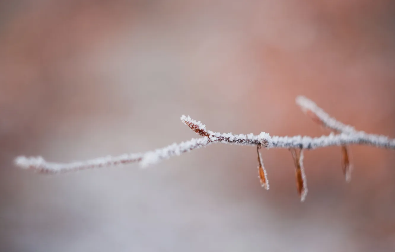 Photo wallpaper frost, macro, branch