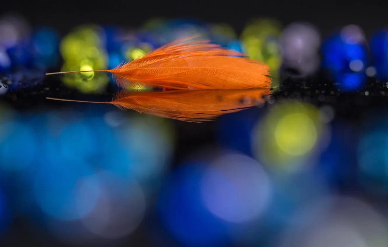 Photo wallpaper macro, orange, feathers, bokeh