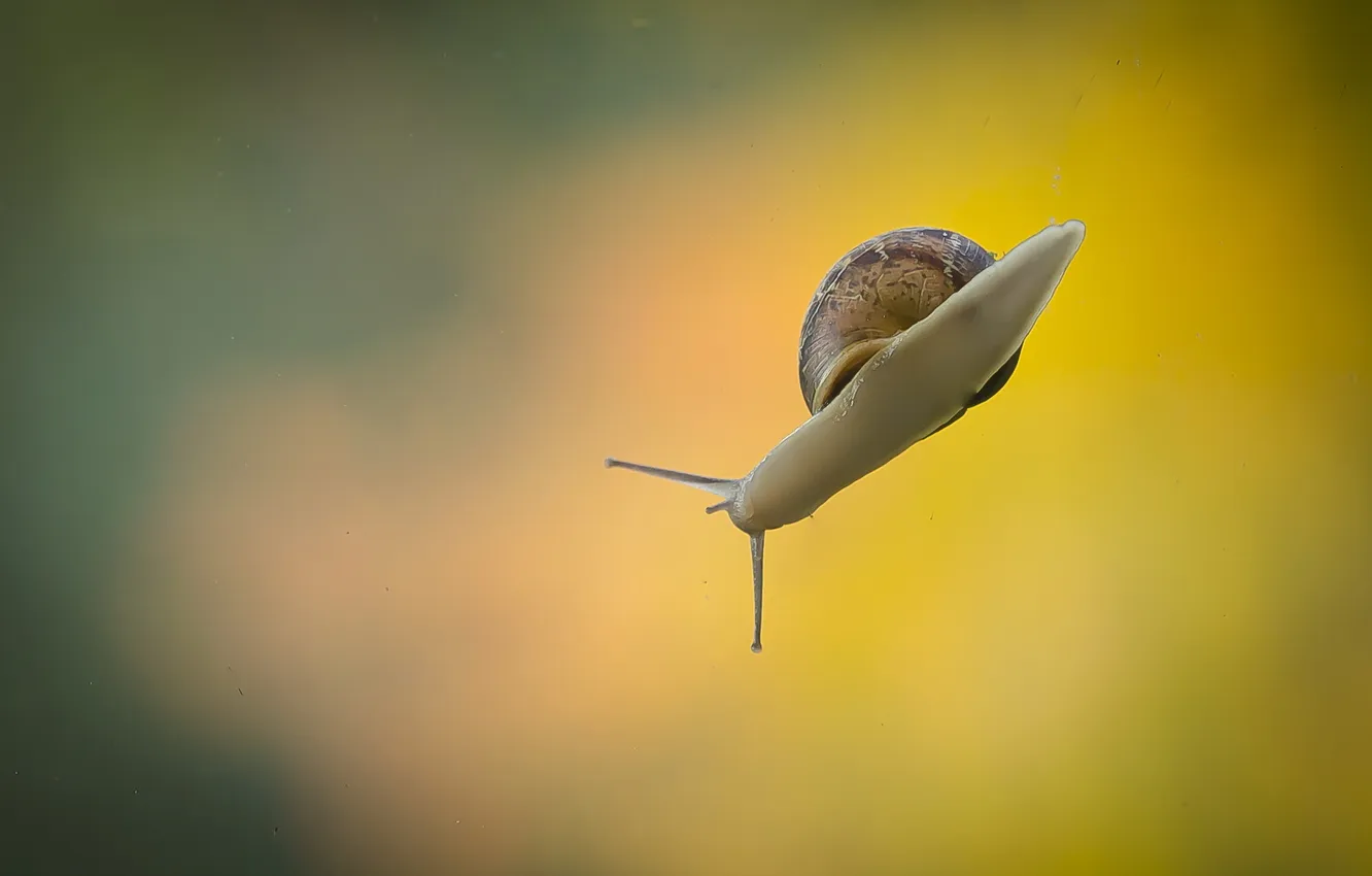 Photo wallpaper background, color, snail
