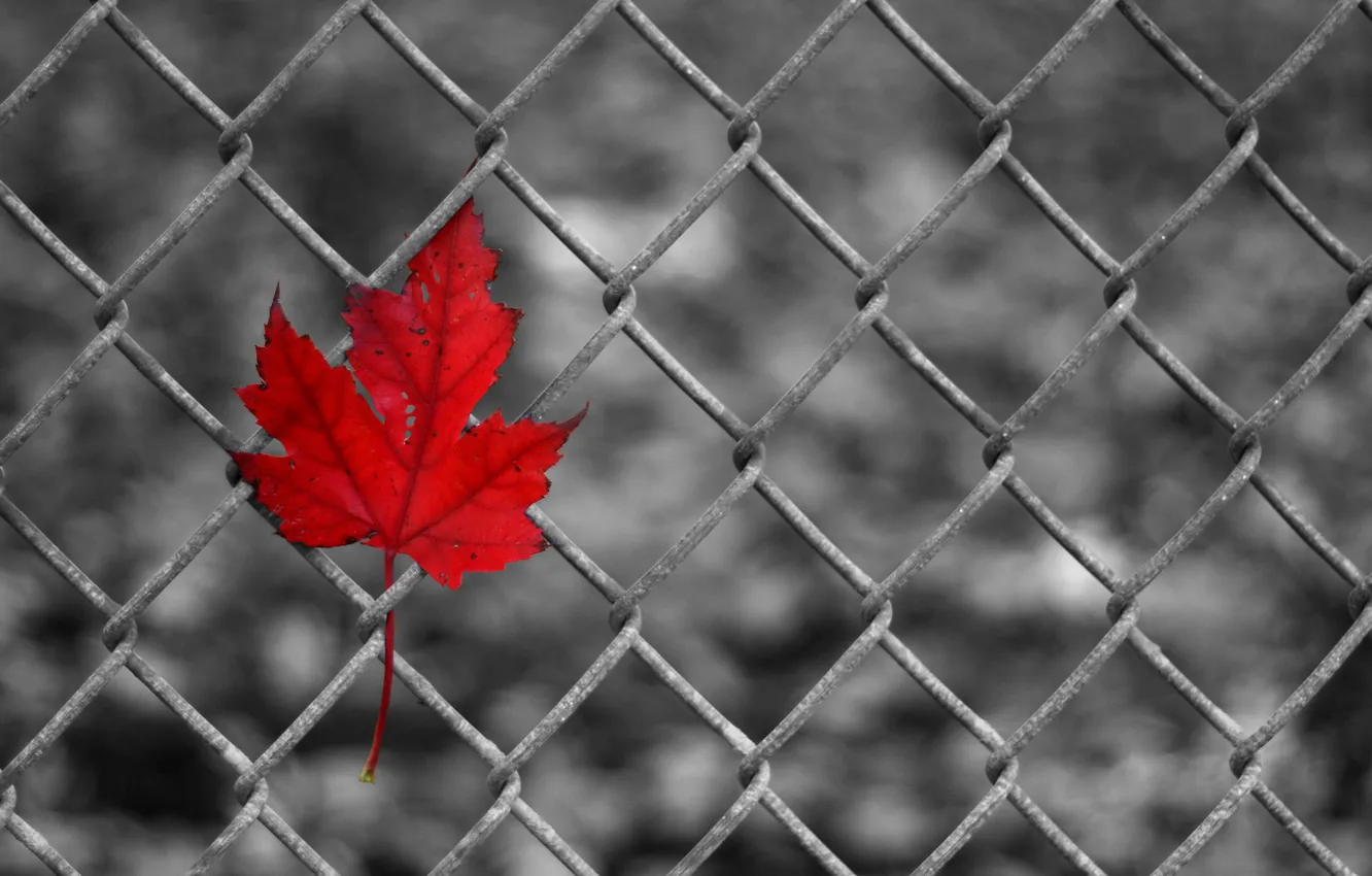 Photo wallpaper red, leaf, Variations on a Leaf