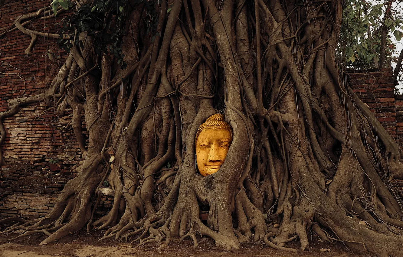Photo wallpaper trees, face, wall, Buddha, Buddha, Ban Wat Tum