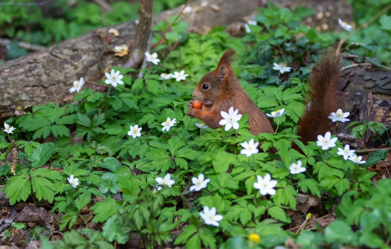 Photo wallpaper flowers, nature, pose, glade, walnut, protein, rodent