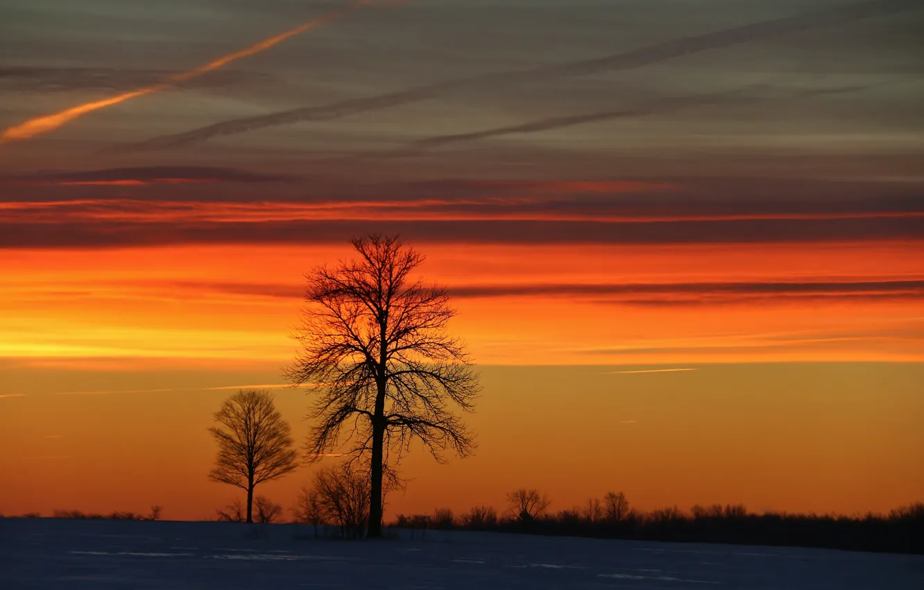 Photo wallpaper winter, trees, sunrise, morning