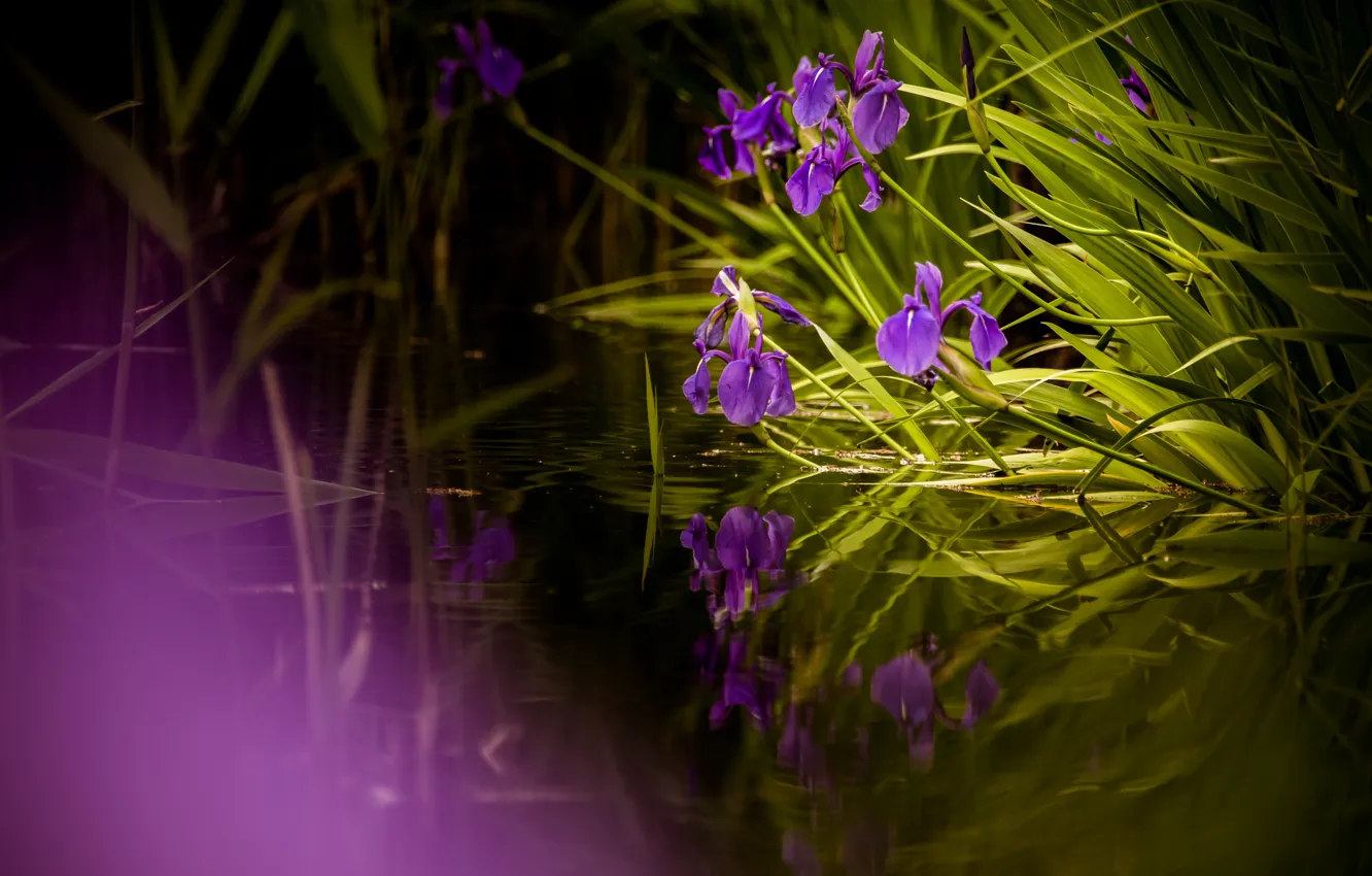 Photo wallpaper leaves, lake, pond, reflection, shore, spring, irises, pond