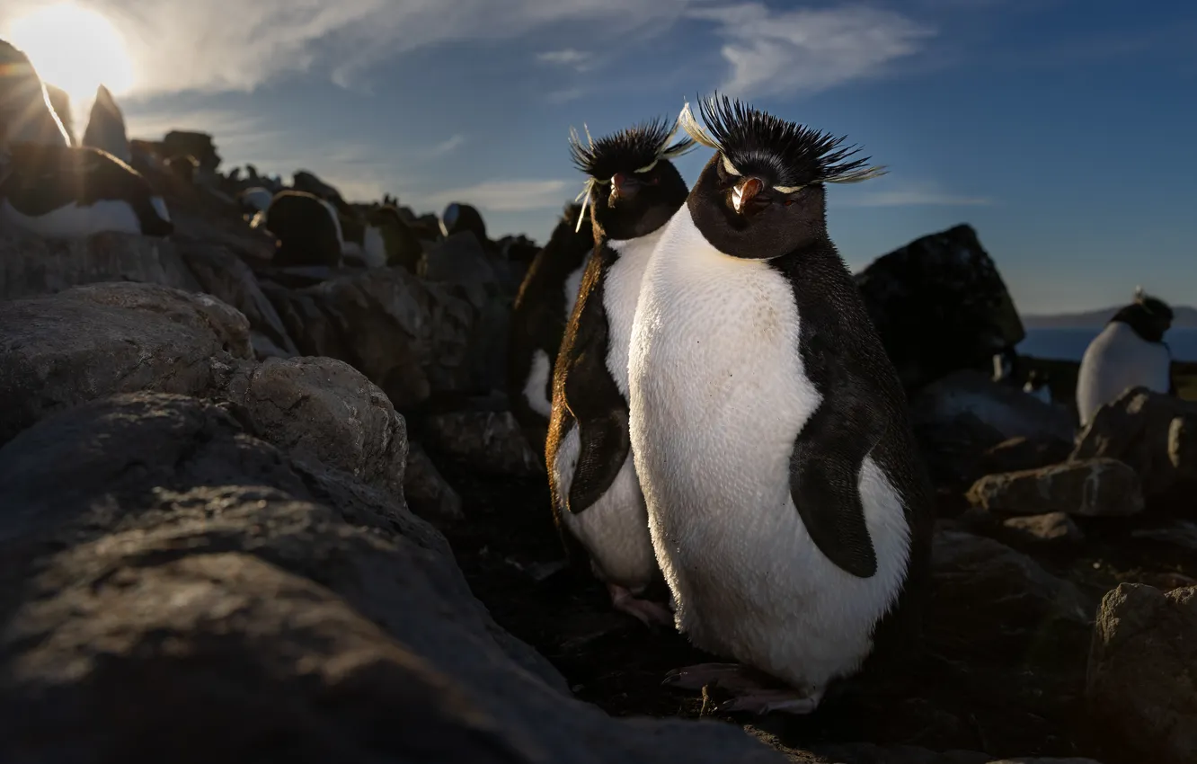 Photo wallpaper birds, stones, coast, penguins, Crested Penguin
