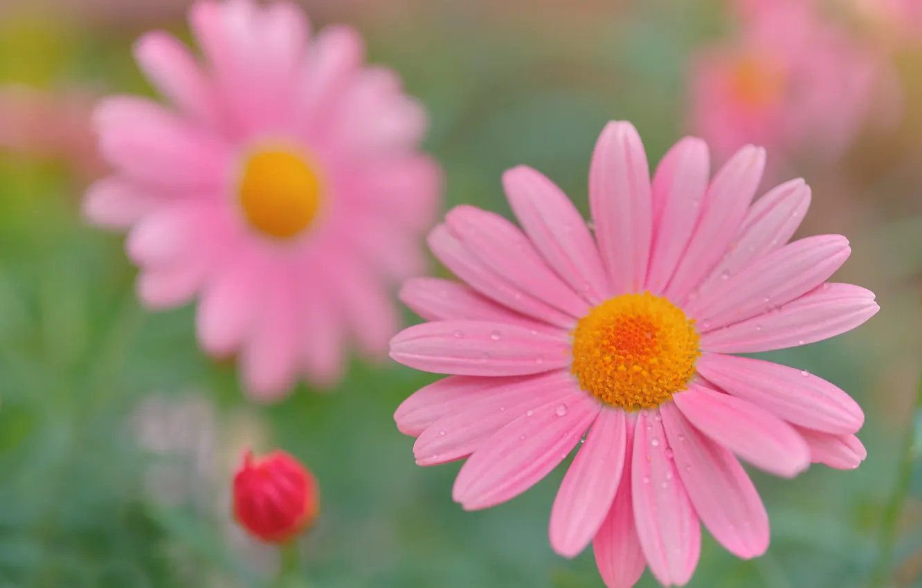 Photo wallpaper flowers, chrysanthemum, pink chrysanthemum