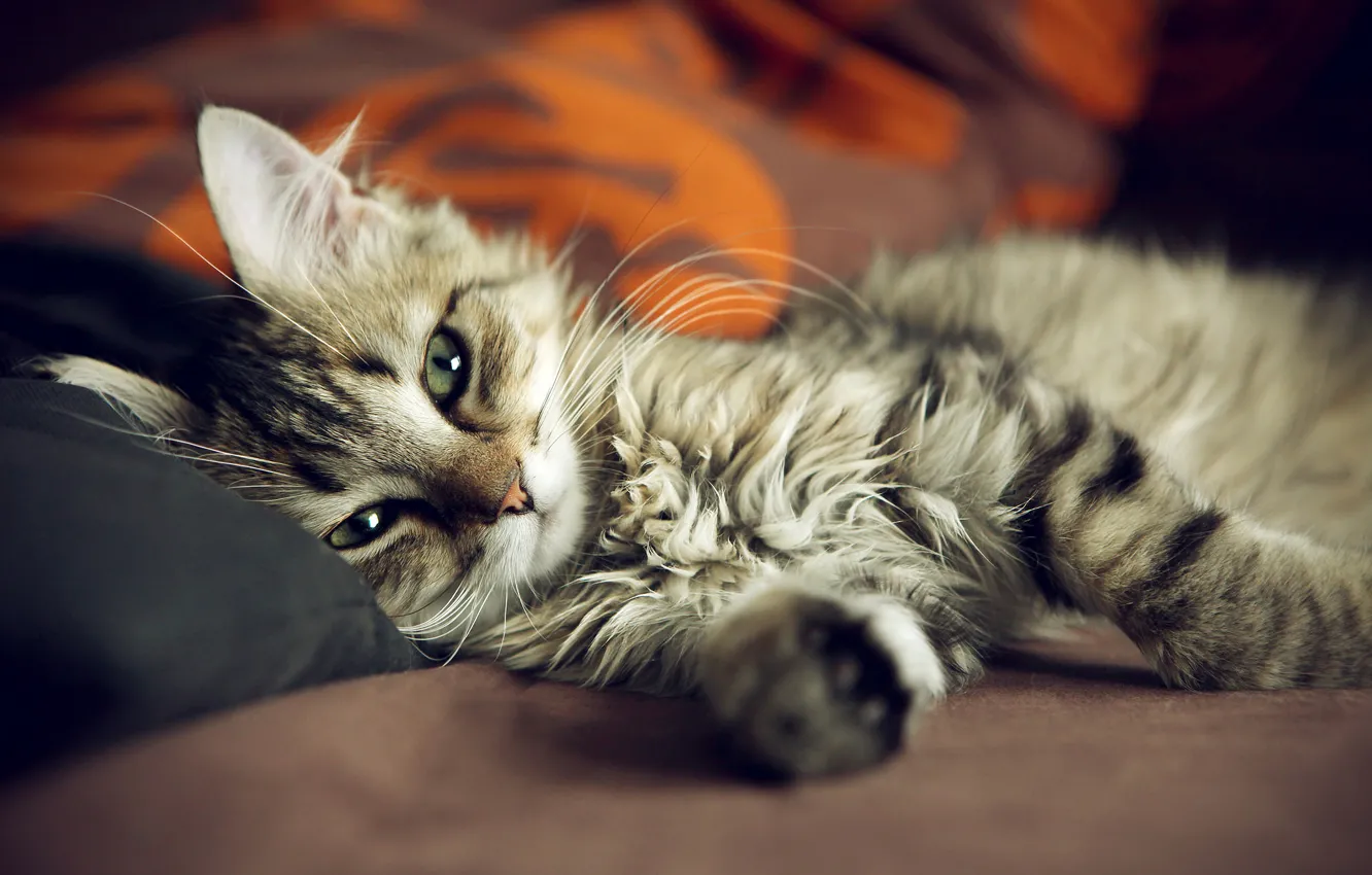 Photo wallpaper cat, cat, sofa, bed, paws, Kote