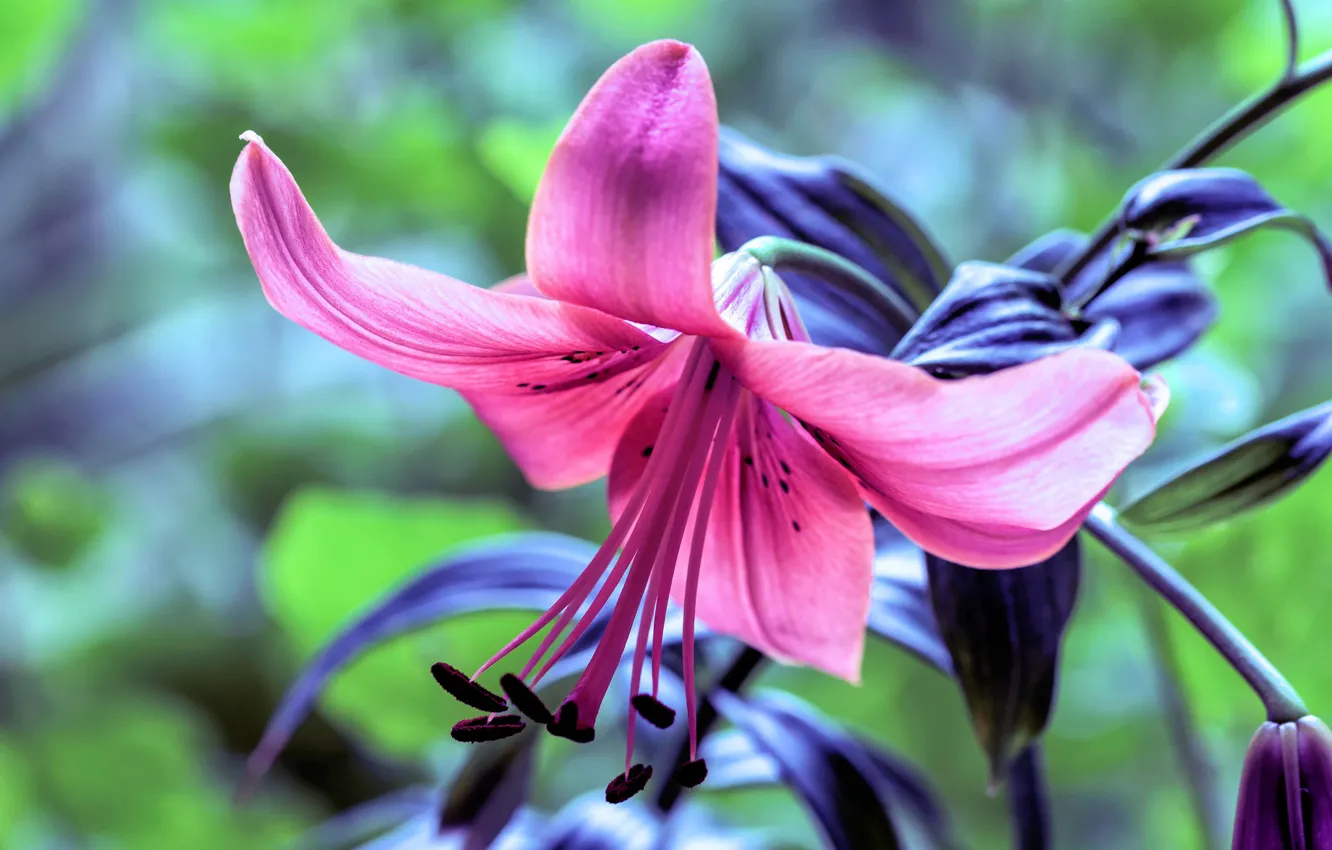 Photo wallpaper macro, Lily, petals