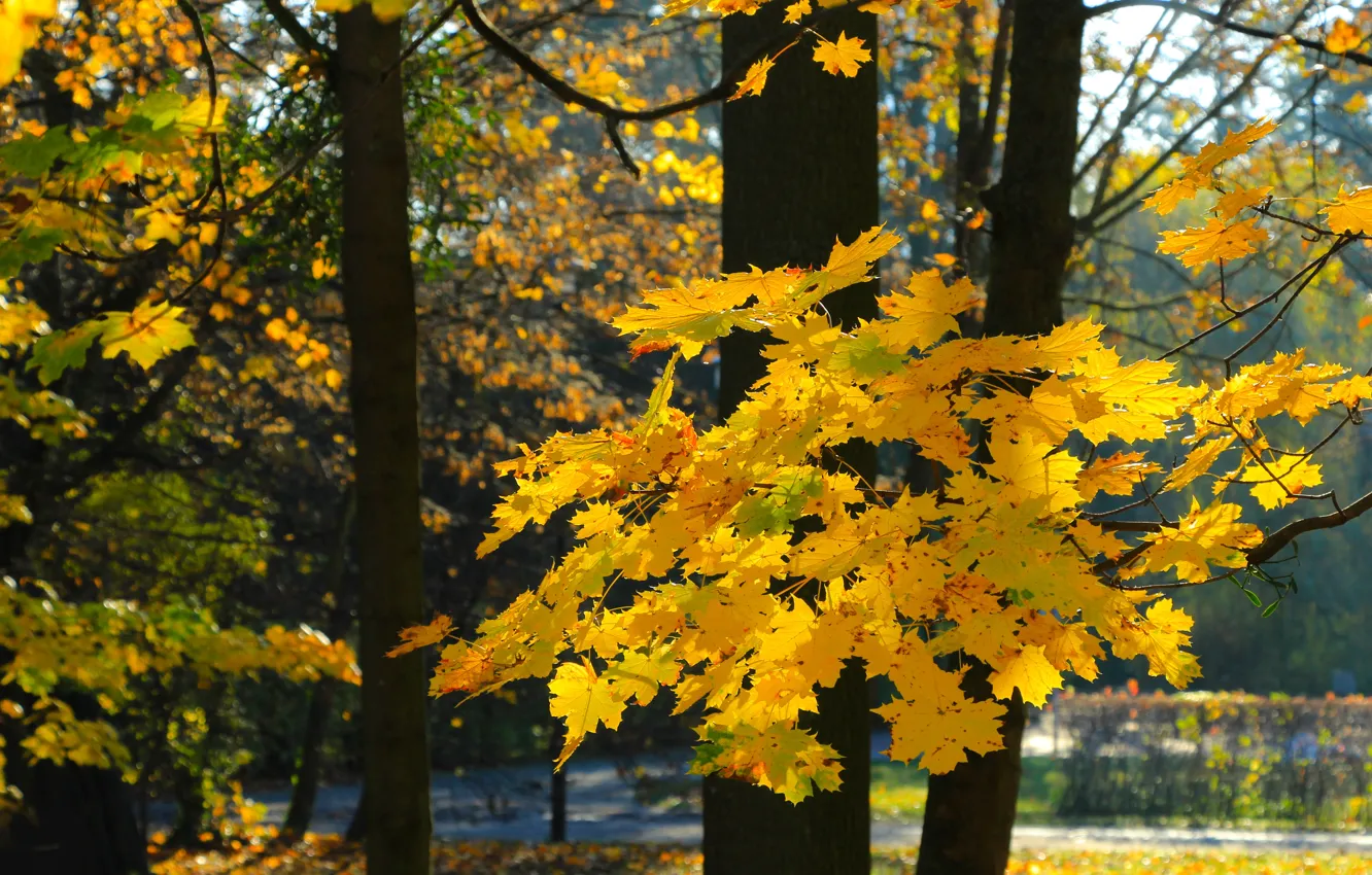 Photo wallpaper park, autumn, tree, leaf