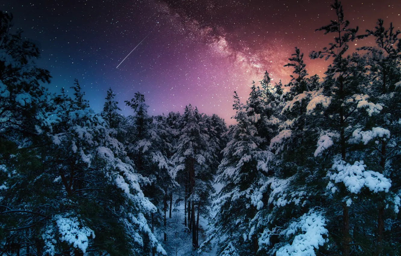 Photo wallpaper winter, forest, snow, trees, landscape, night, nature, stars