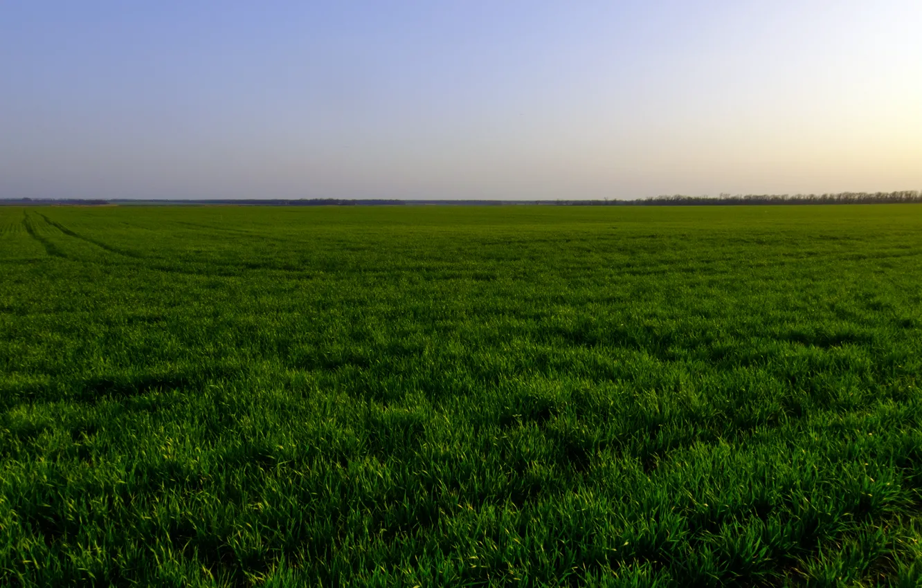 Photo wallpaper greens, trees, sunset, horizon, wheat field, blue sky, tracks on the floor
