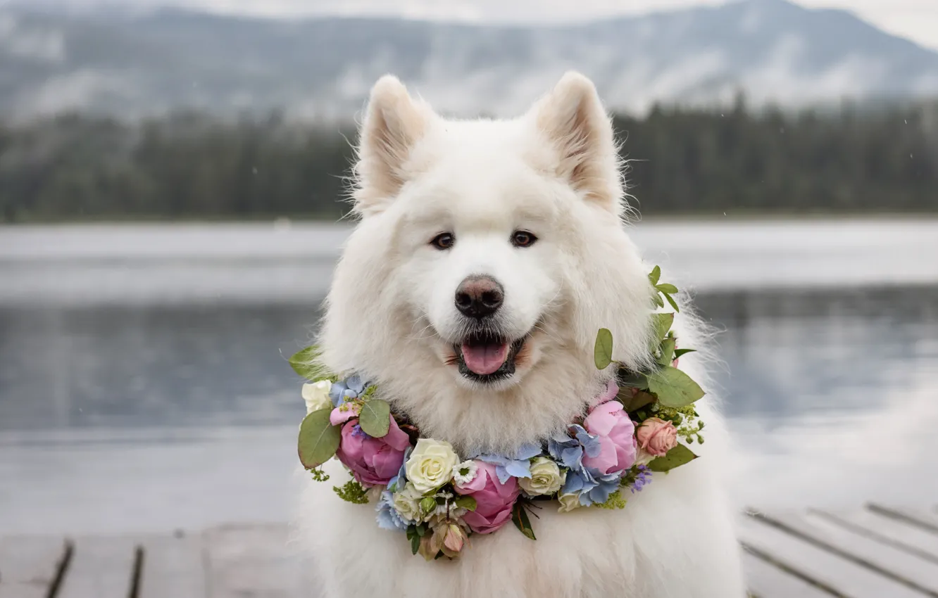 Photo wallpaper white, look, pose, dog, face, Samoyed
