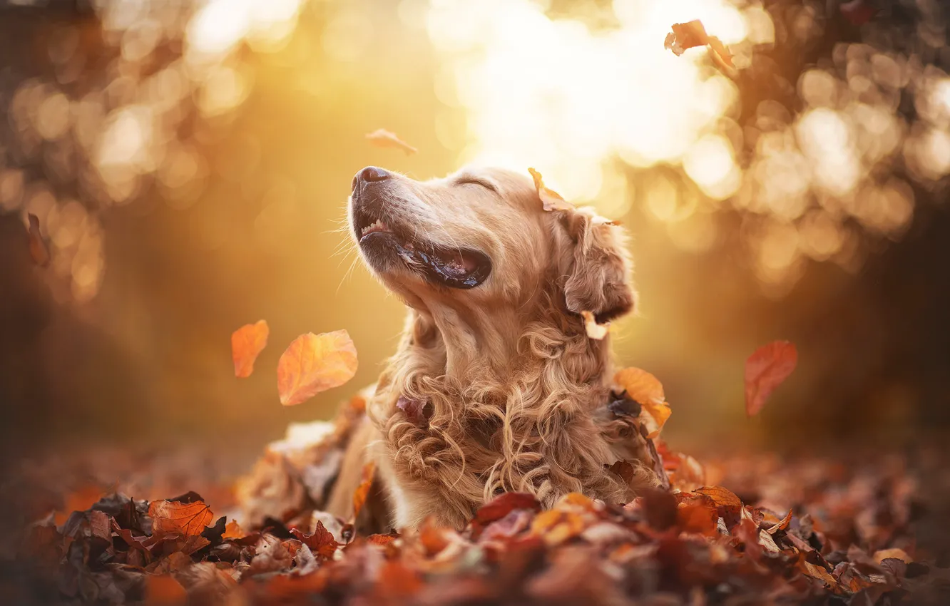 Photo wallpaper autumn, face, the sun, light, nature, pose, glare, Park