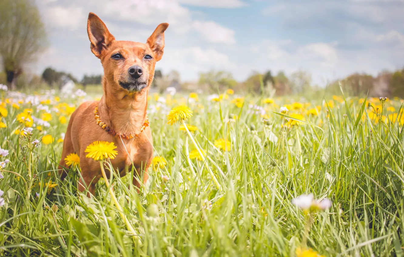 Photo wallpaper summer, look, each, dog