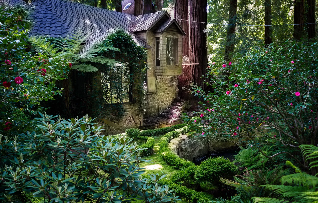 Photo wallpaper trees, Park, CA, house, USA, the bushes, Redwood National Park