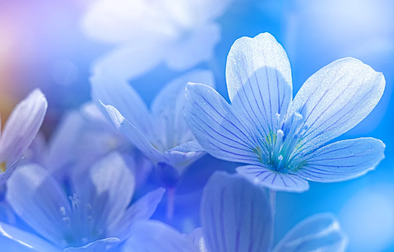 Photo wallpaper macro, flowers, petals, blue
