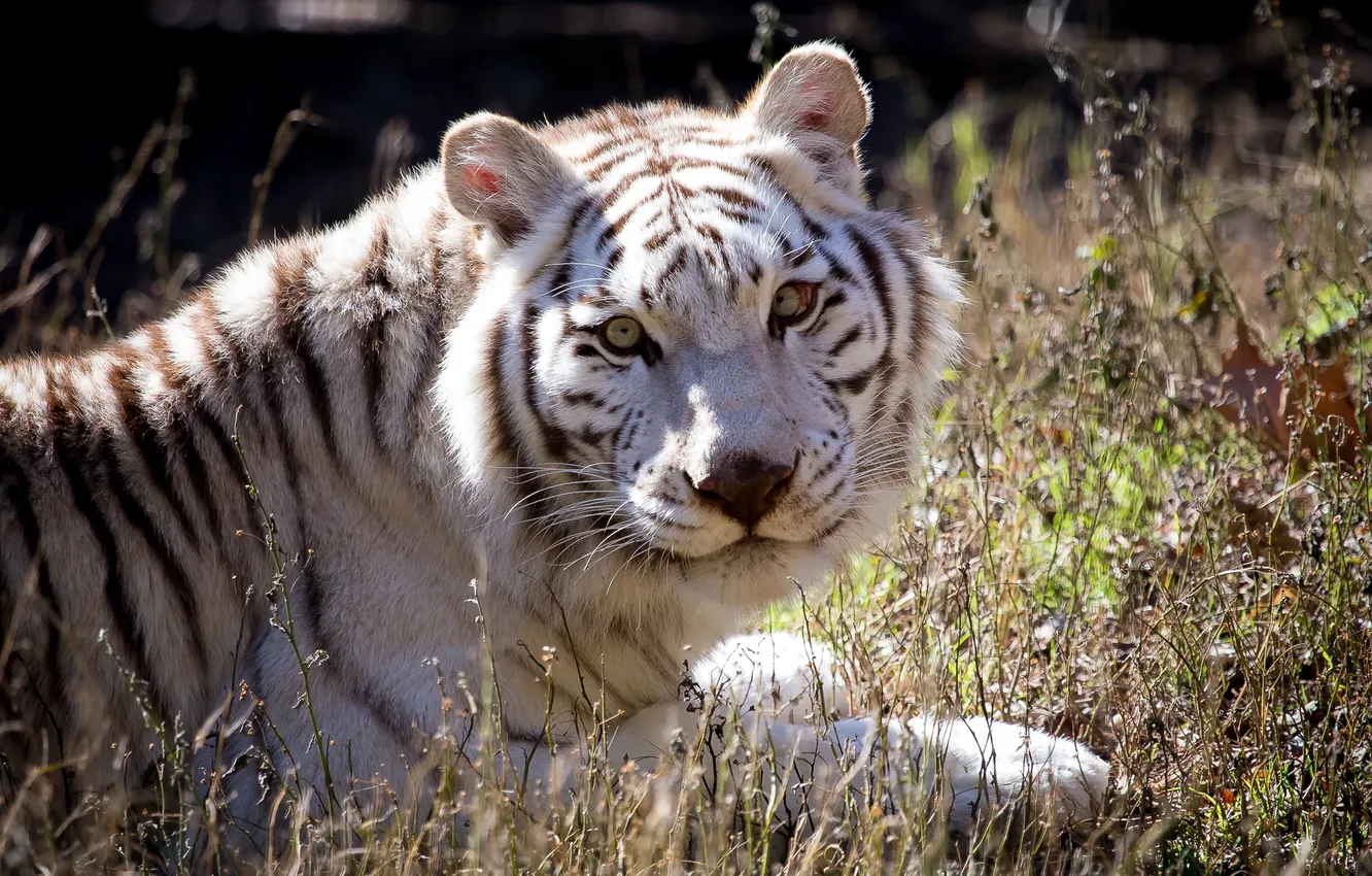 Photo wallpaper cat, look, white tiger