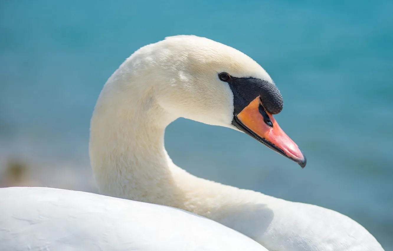 Photo wallpaper background, bird, beak, Swan