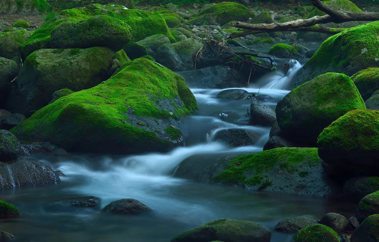 Photo wallpaper forest, river, stream, stones, moss, stream