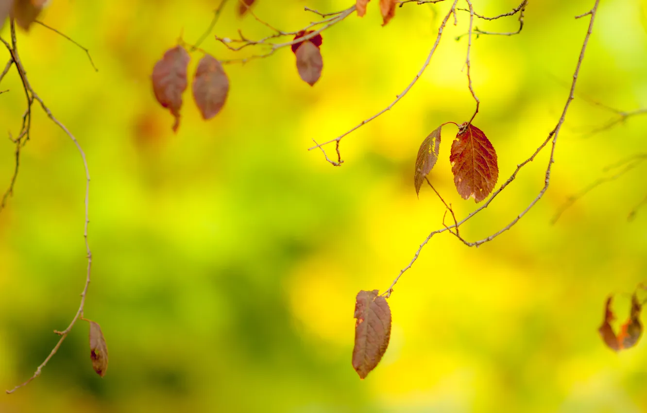 Photo wallpaper autumn, leaves, nature