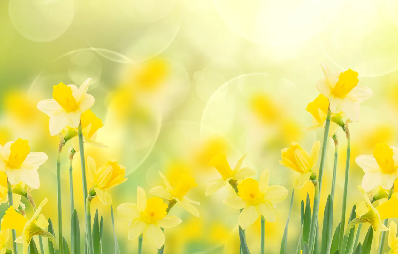 Photo wallpaper macro, flowers, yellow, glare, stem, daffodils, bokeh