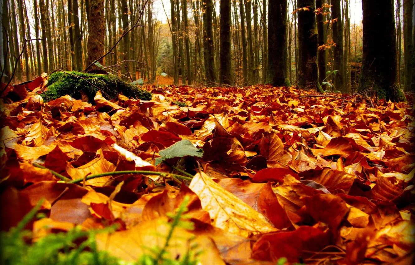 Photo wallpaper autumn, forest, nature, foliage