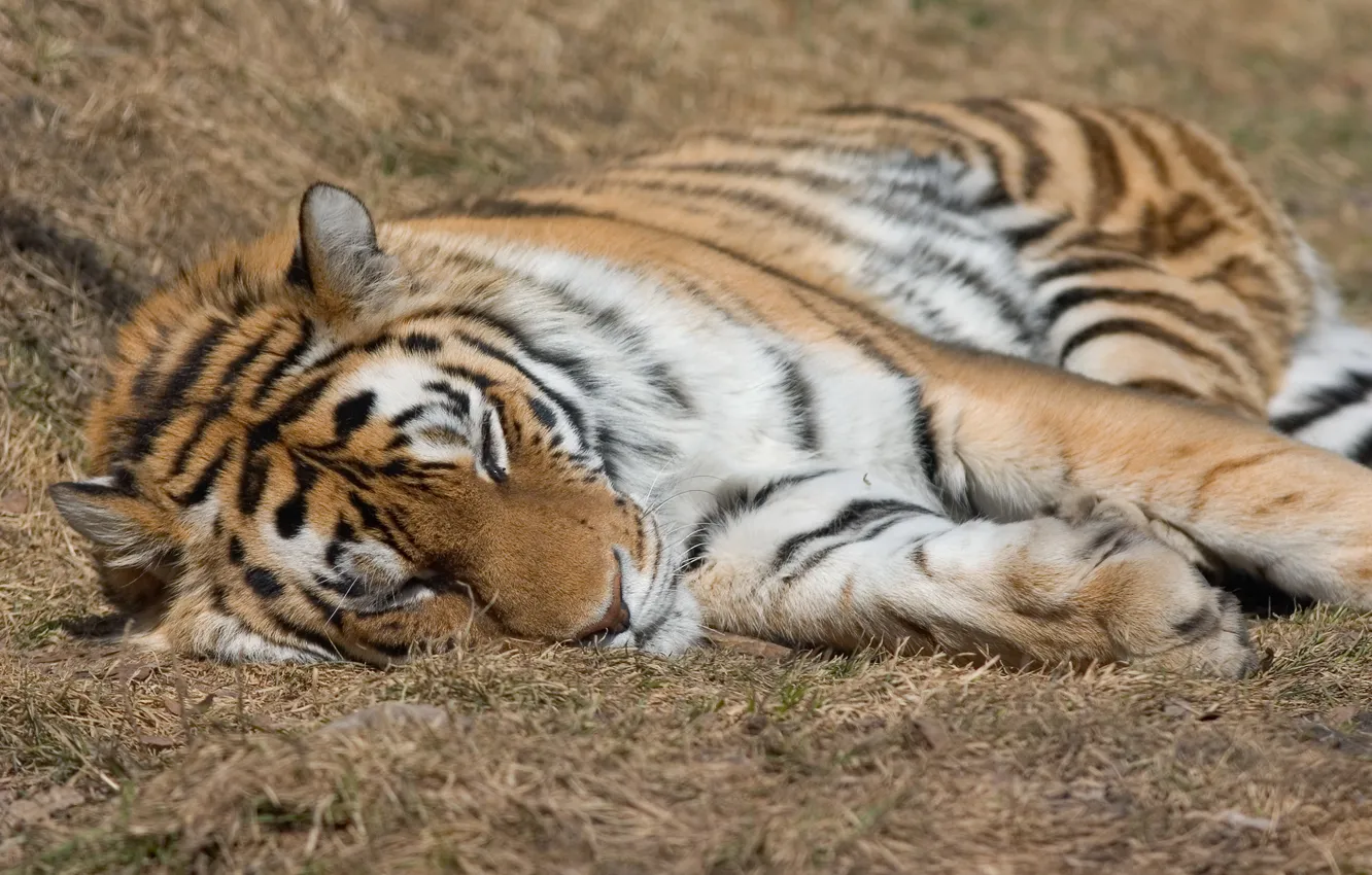 Photo wallpaper cat, face, nature, tiger, stay, predator, paws, sleeping