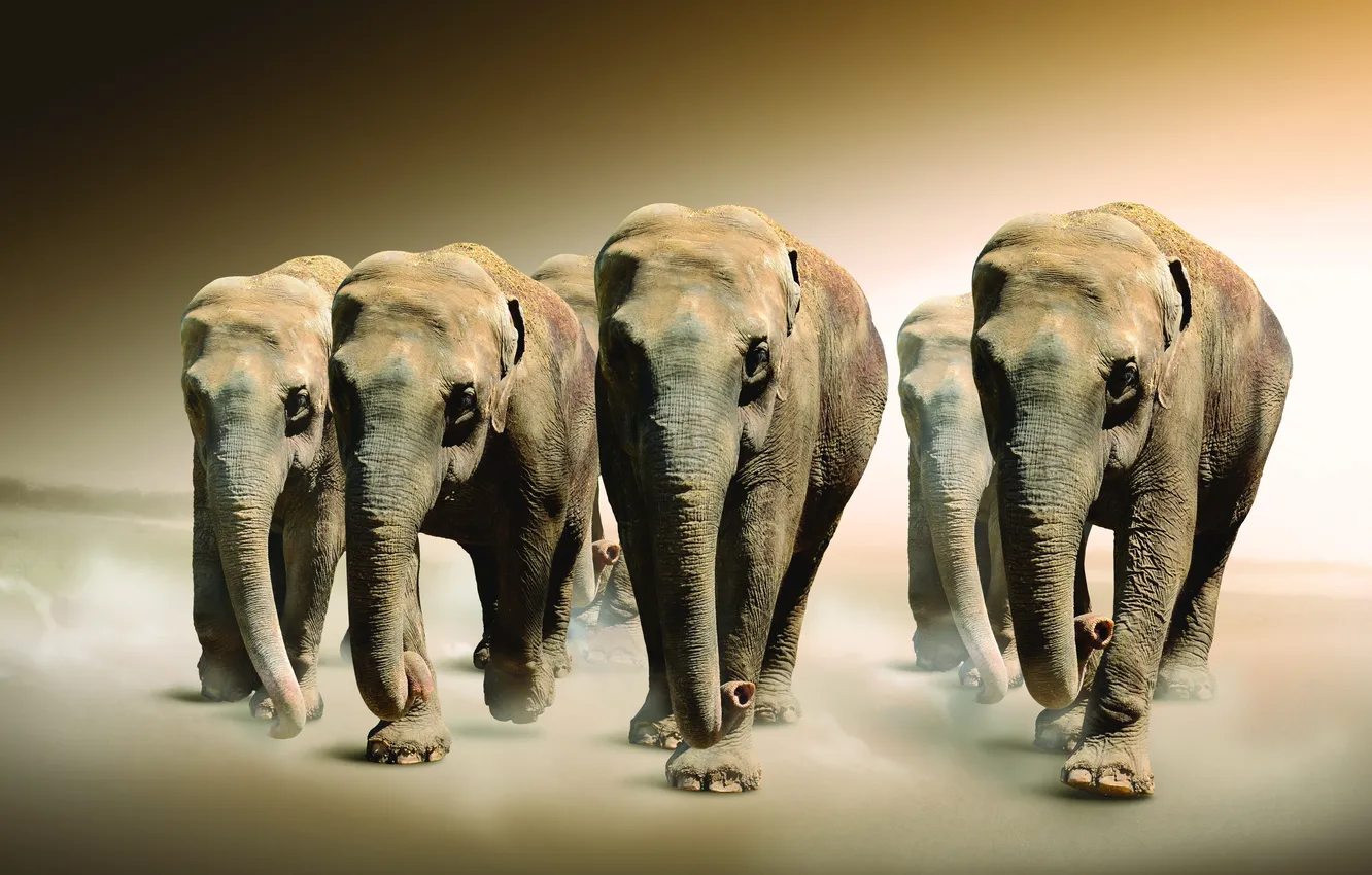 Photo wallpaper animals, Sepia, elephants