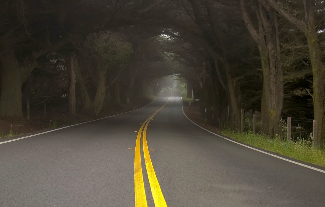 Photo wallpaper road, trees, nature, fog, haze