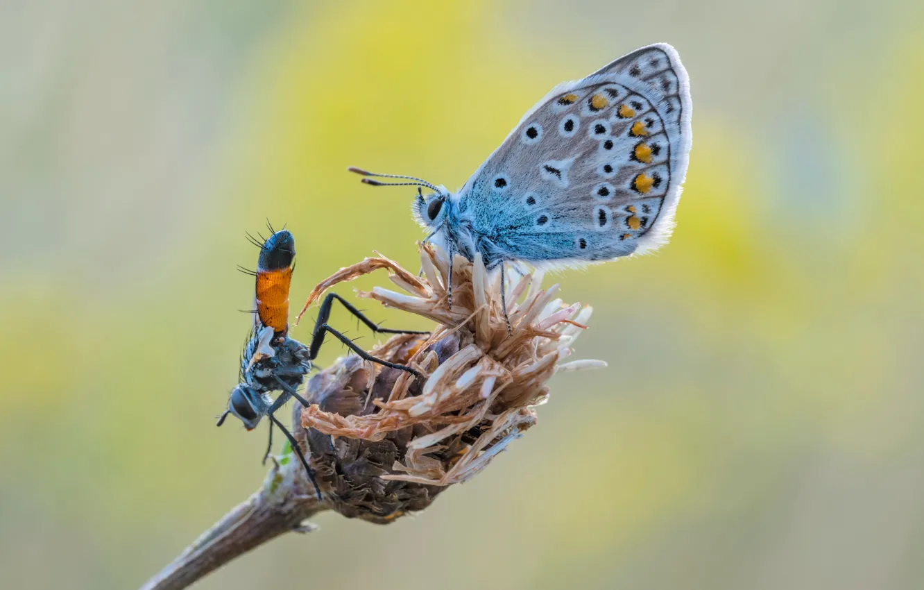 Photo wallpaper fly, butterfly, stem, bokeh, icarus, cylindromyia brassicaria